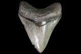 Serrated, Fossil Megalodon Tooth - Georgia #76466-1